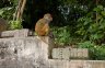 nepal-8837.jpg - 